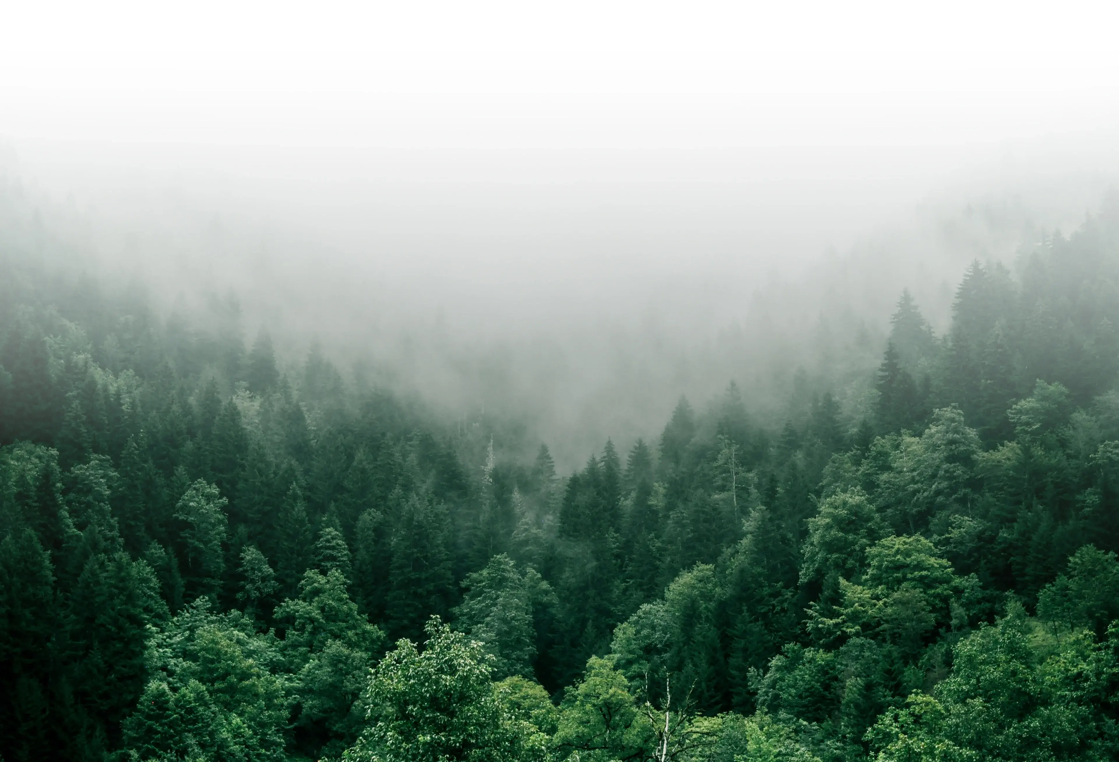 forest trees